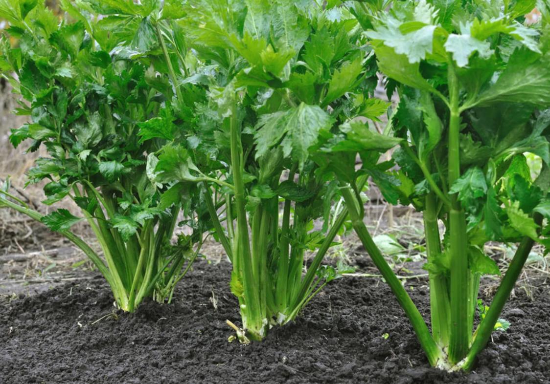 如何提高芹菜的长势?掌握种植技巧,在合适的时间种植