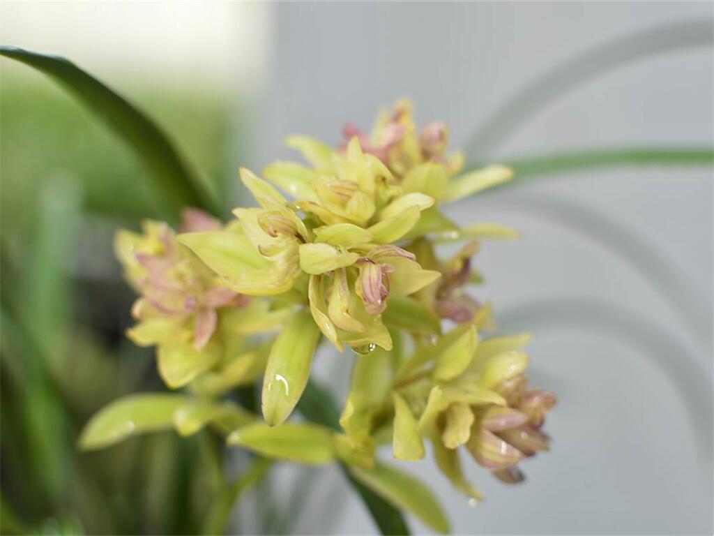 三大奇花之首"富山奇蝶,花姿优雅,自带奇香,值得花友们入手