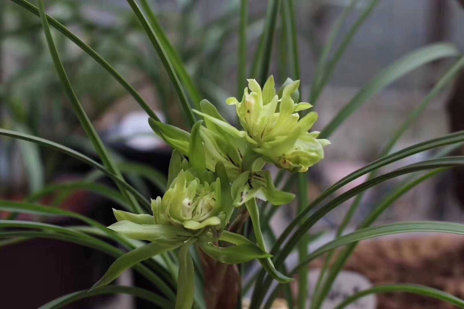 兰花界的"奇花之王,翩翩起舞似蝴蝶,花苞大开花香,值得种植