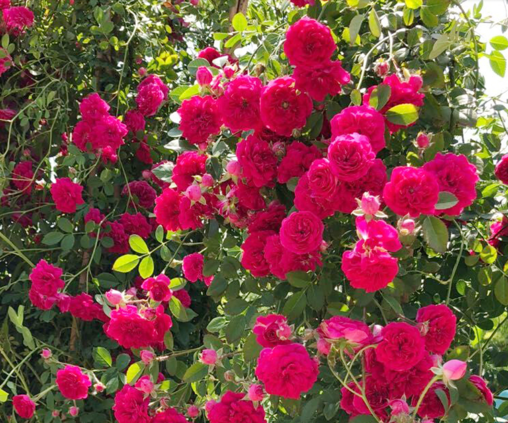 甜蜜红木香被誉为开花大王,花期较长,栽2棵庭院变花海