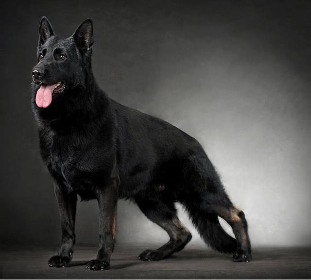 西德犬图片 黑色图片