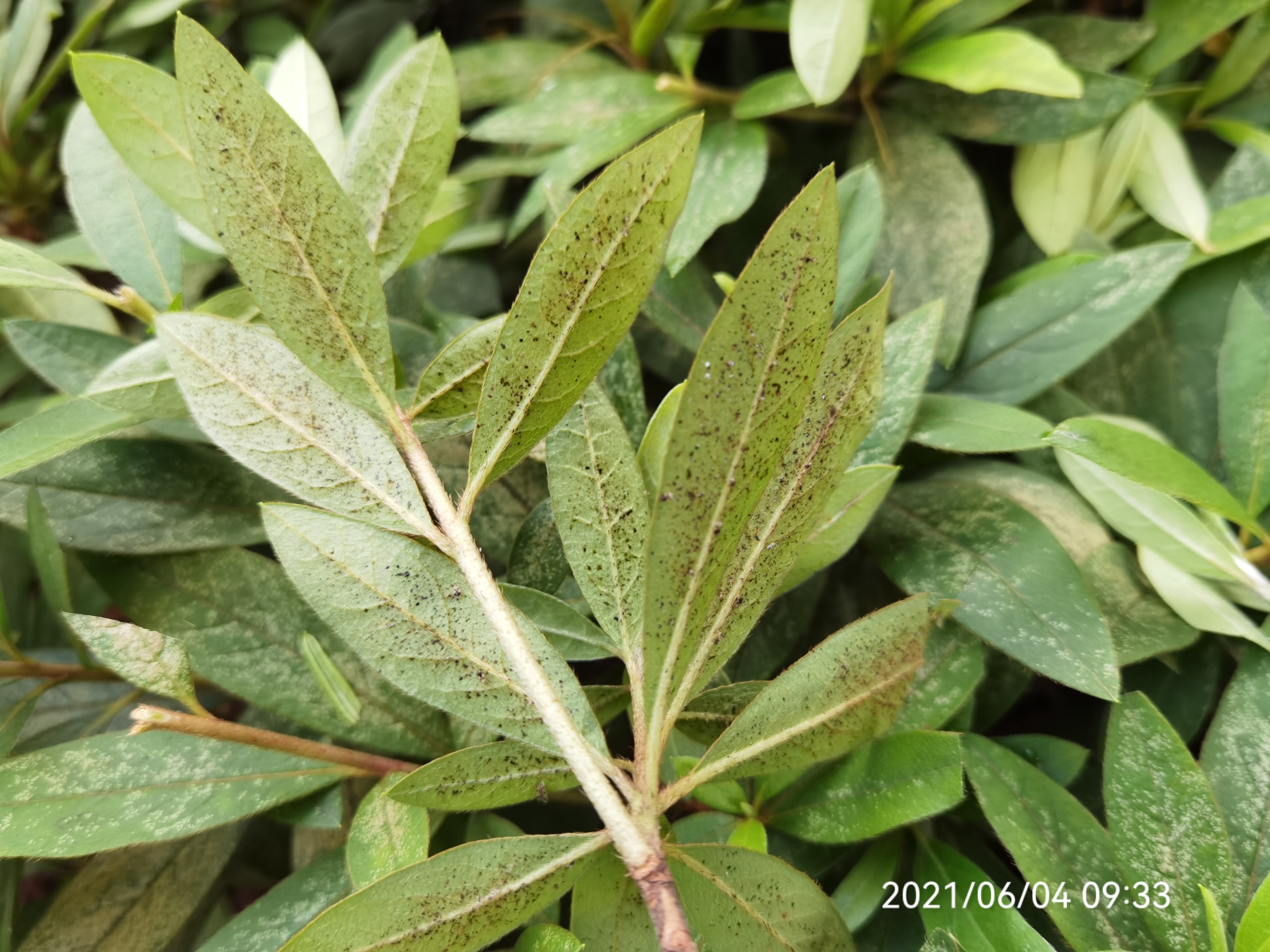 杜鹃花冠网蝽发生特点及防治方案