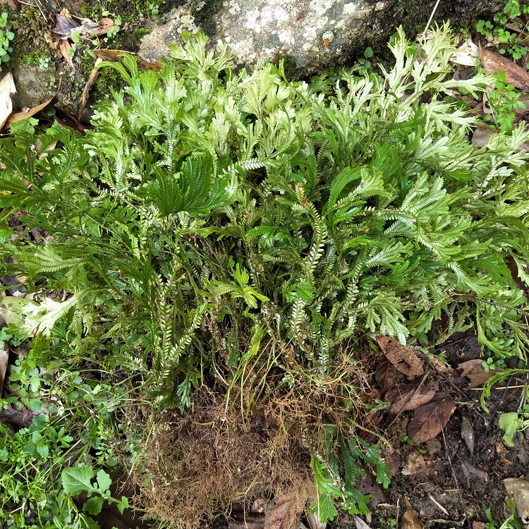 有一种植物据说很珍贵,但却被农民当柴烧,你知道这种植物吗?