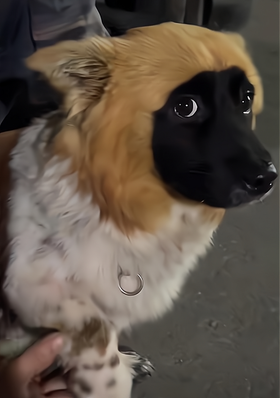 这个狗狗,脑袋是扎到墨水里了么