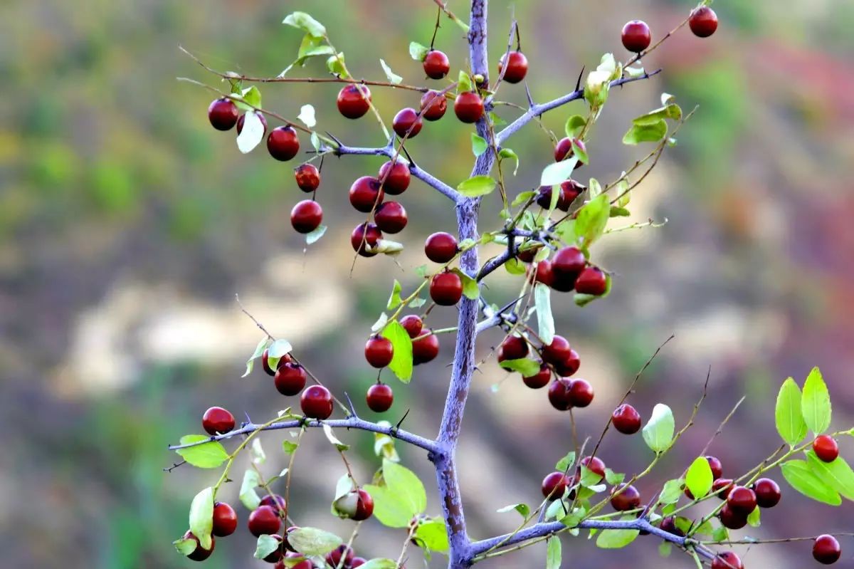 酸枣树结的果子图片