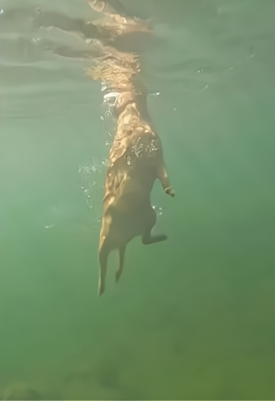 微博近日流传一段神奇的影片,内容是一只黄金猎犬为了在水里捡东西,使