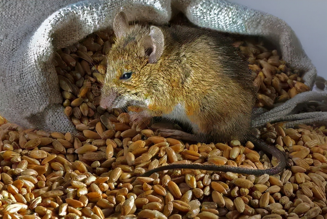 田鼠擅长储存食物,它存在树洞里的粮食为啥不会发芽?