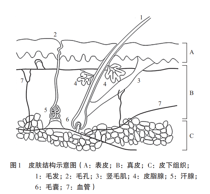 皮肤生理学图片怎么画图片