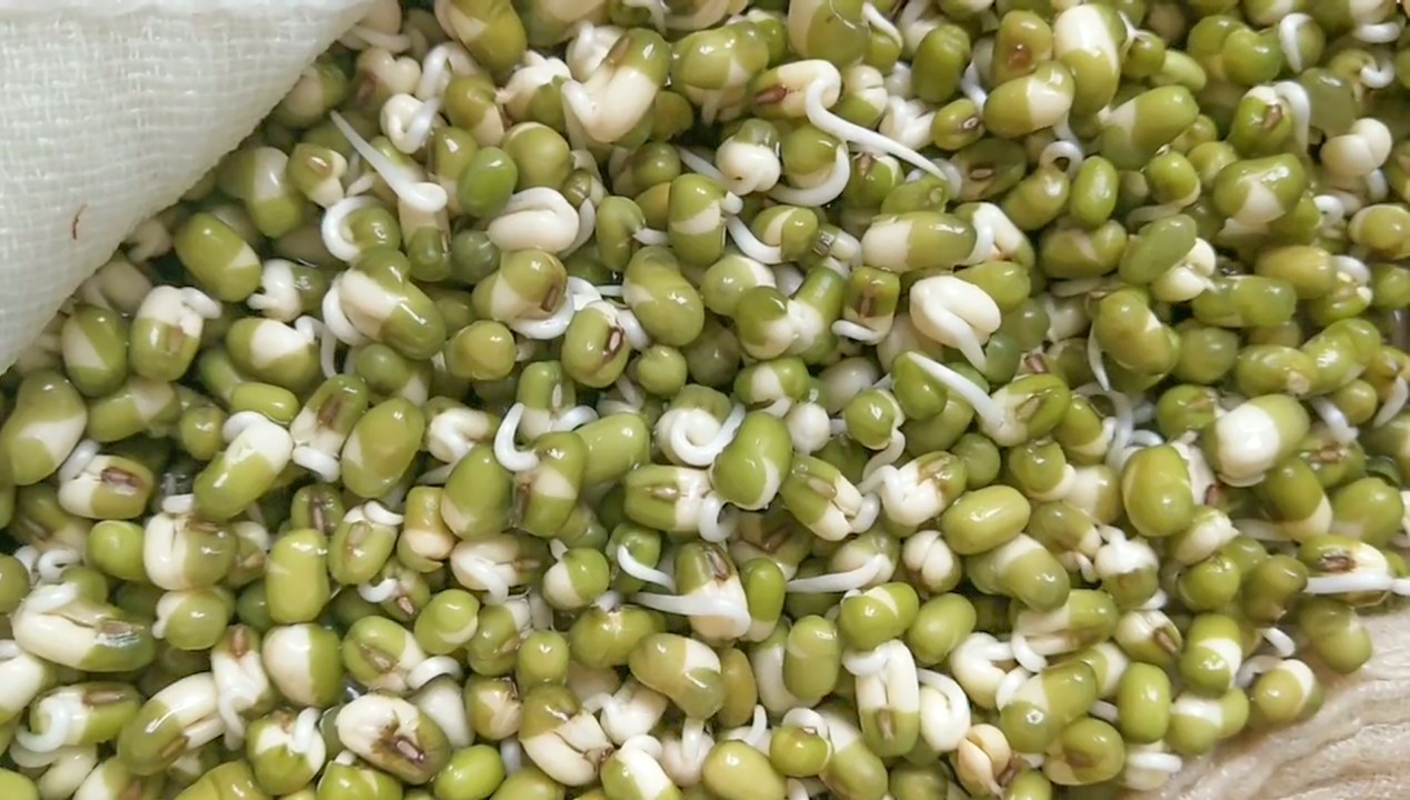 家庭自制绿豆芽,教你发绿豆芽的5个小秘诀,4天就能吃