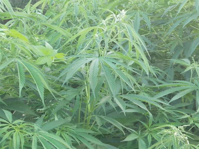 麻子:既可以做油料又可以做坚果的植物,种植却非常方便