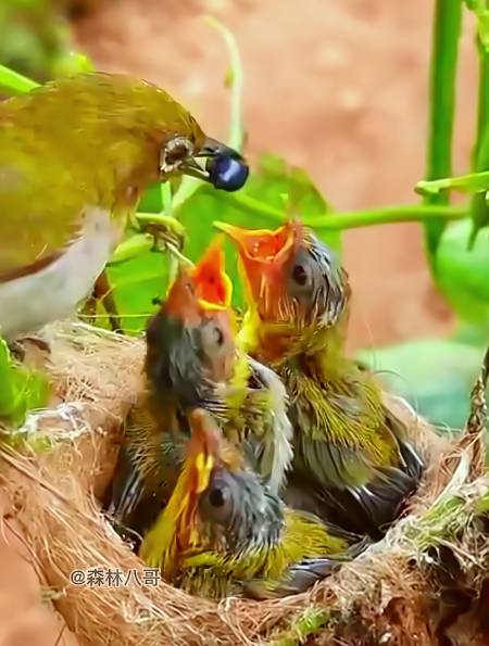 绣眼鸟鸟育雏:虫子也喂,水果也喂,鸟宝宝的伙食真不错-度小视