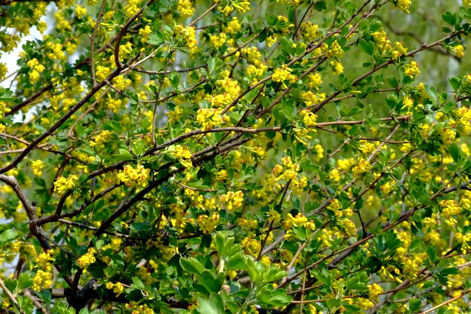 茶藨子花语图片