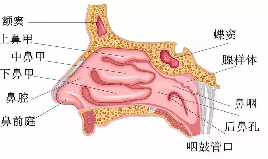 隆鼻手術後遺症:嗅覺失靈是怎麼回事?聽聽三甲醫生為您揭開真相