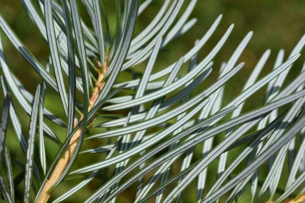 植物界中的国宝级植物——银杉