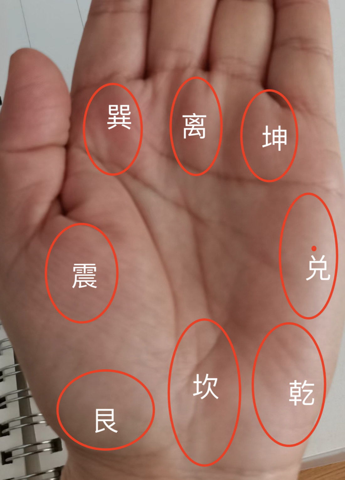 女人手掌的三峰凸起图片