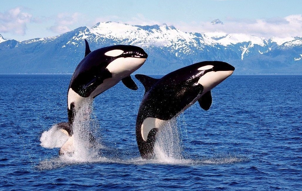 虎鲸吃大白鲨的简笔画图片