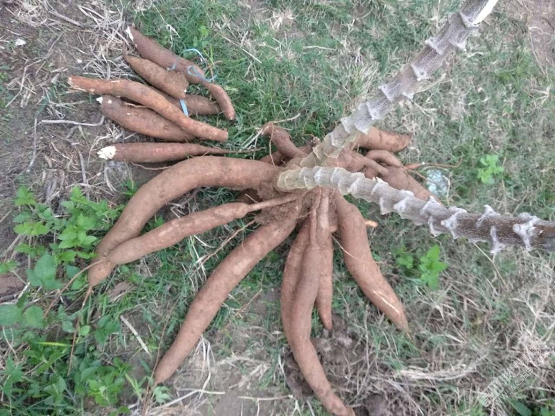 作为根类植物的木薯,怎么做才能提高产量,看看有经验的人怎么说