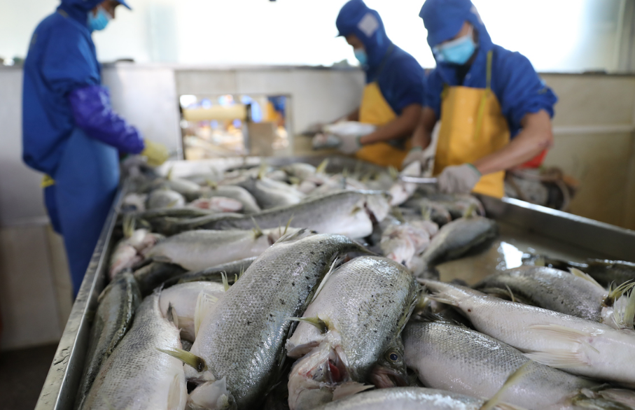 日本核廢水入大海,我國海洋漁業遭數千億損失,水產品還能吃嗎?