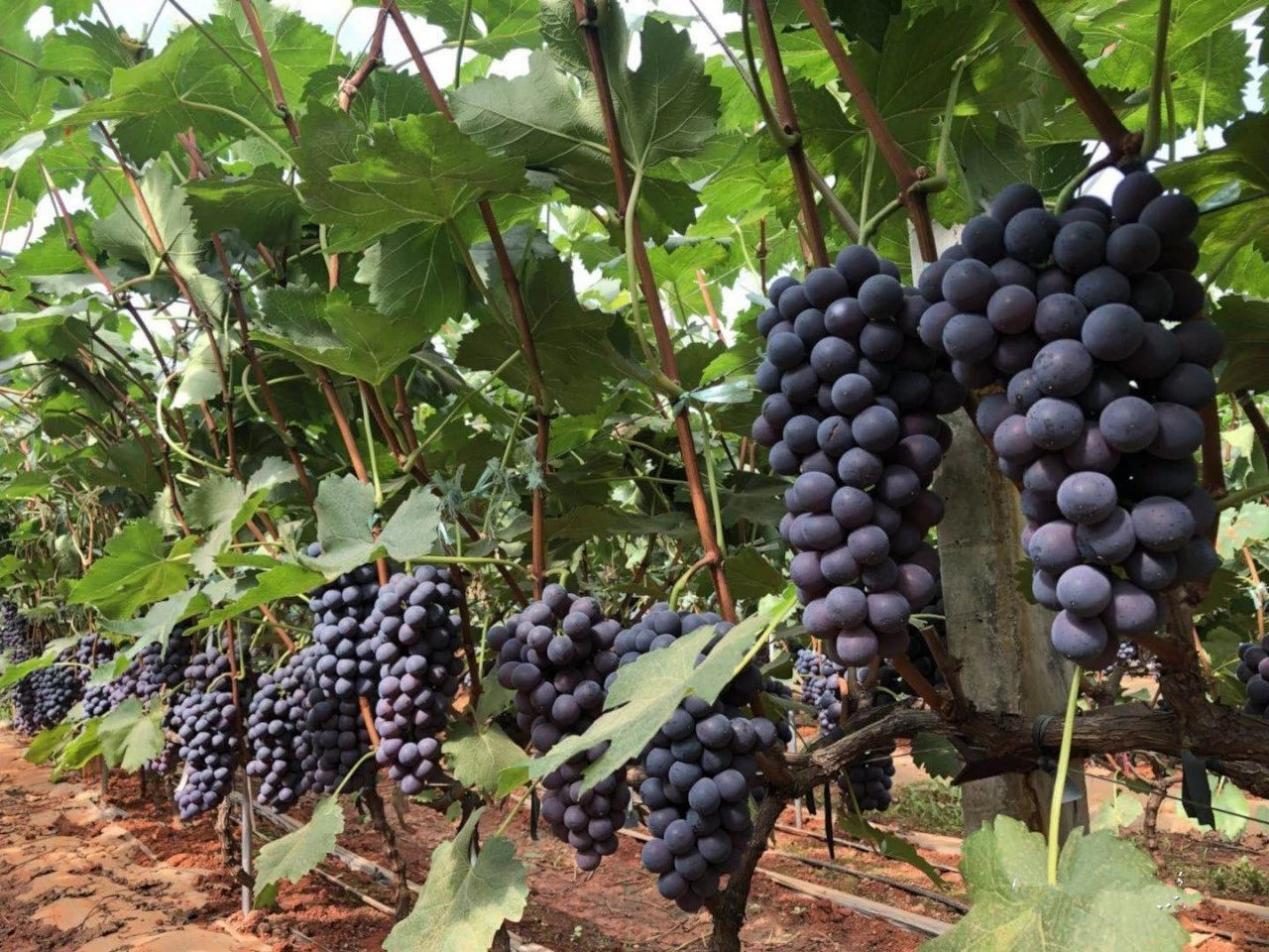 种植夏黑葡萄从多方面着手,运用科学栽培技术,合理管控