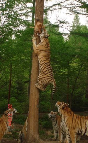 飢餓老虎爬樹上捕食猴子,在樹上剛準備飛撲,下一秒老虎尷尬了