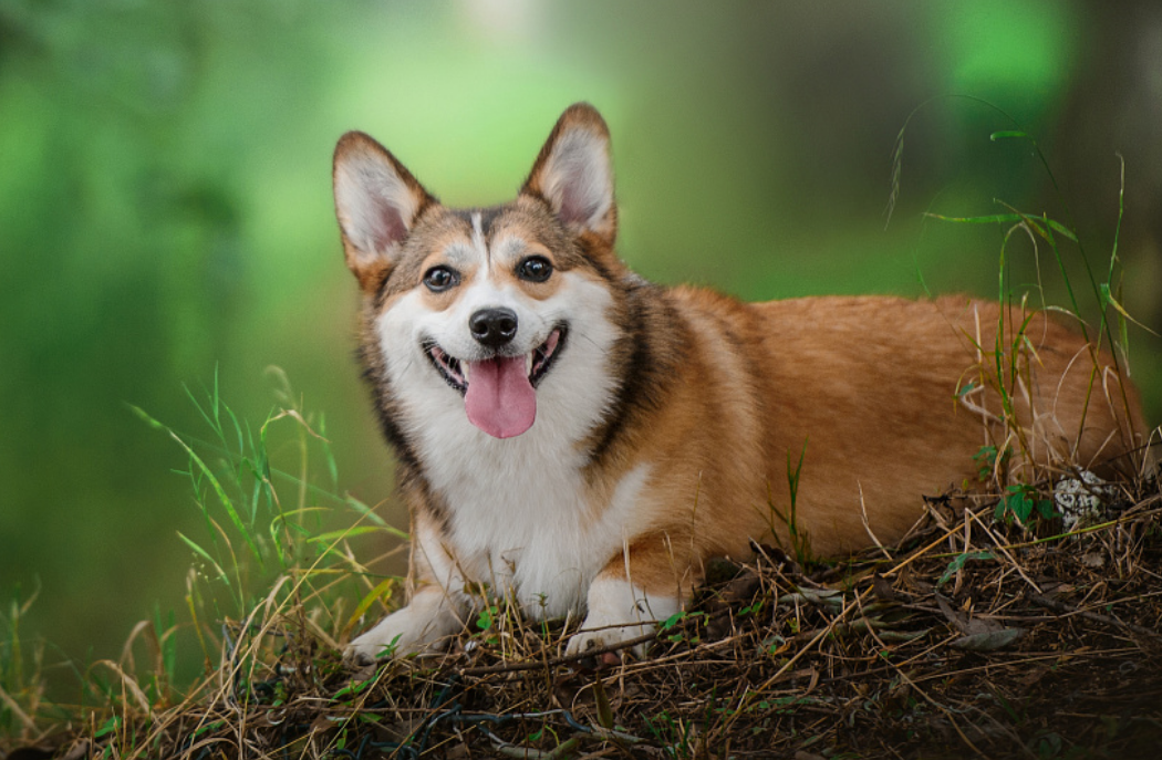 脾气很好的柯基犬,还能够牧牛吗?狗子是凭借什么做到的?