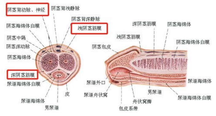 增粗手术真的有用吗?