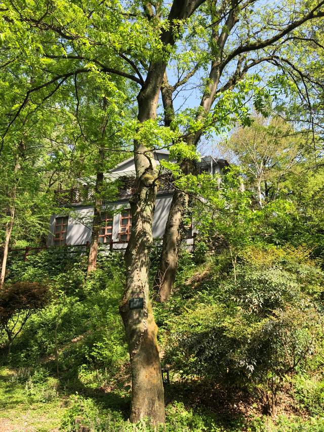 疫情在,不遠遊,武漢微旅行遇見武漢莫干山,木蘭山中樾和林泉