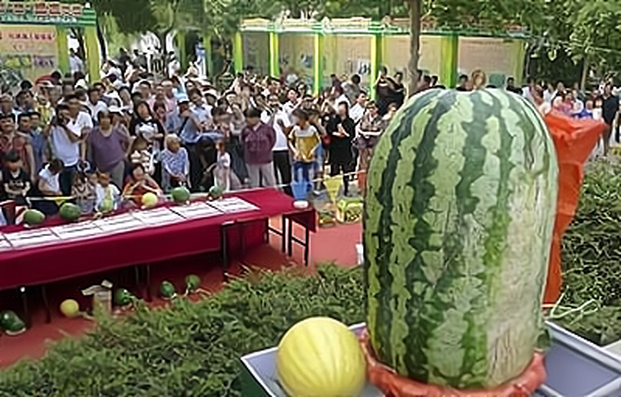 世界上最大的西瓜有300斤重,有西瓜王的称号.是美国纳西州叫克瑞斯.