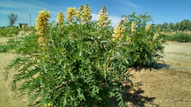 神奇药材苦豆子,用途广泛,市场需求量很大,或可考虑引入种植