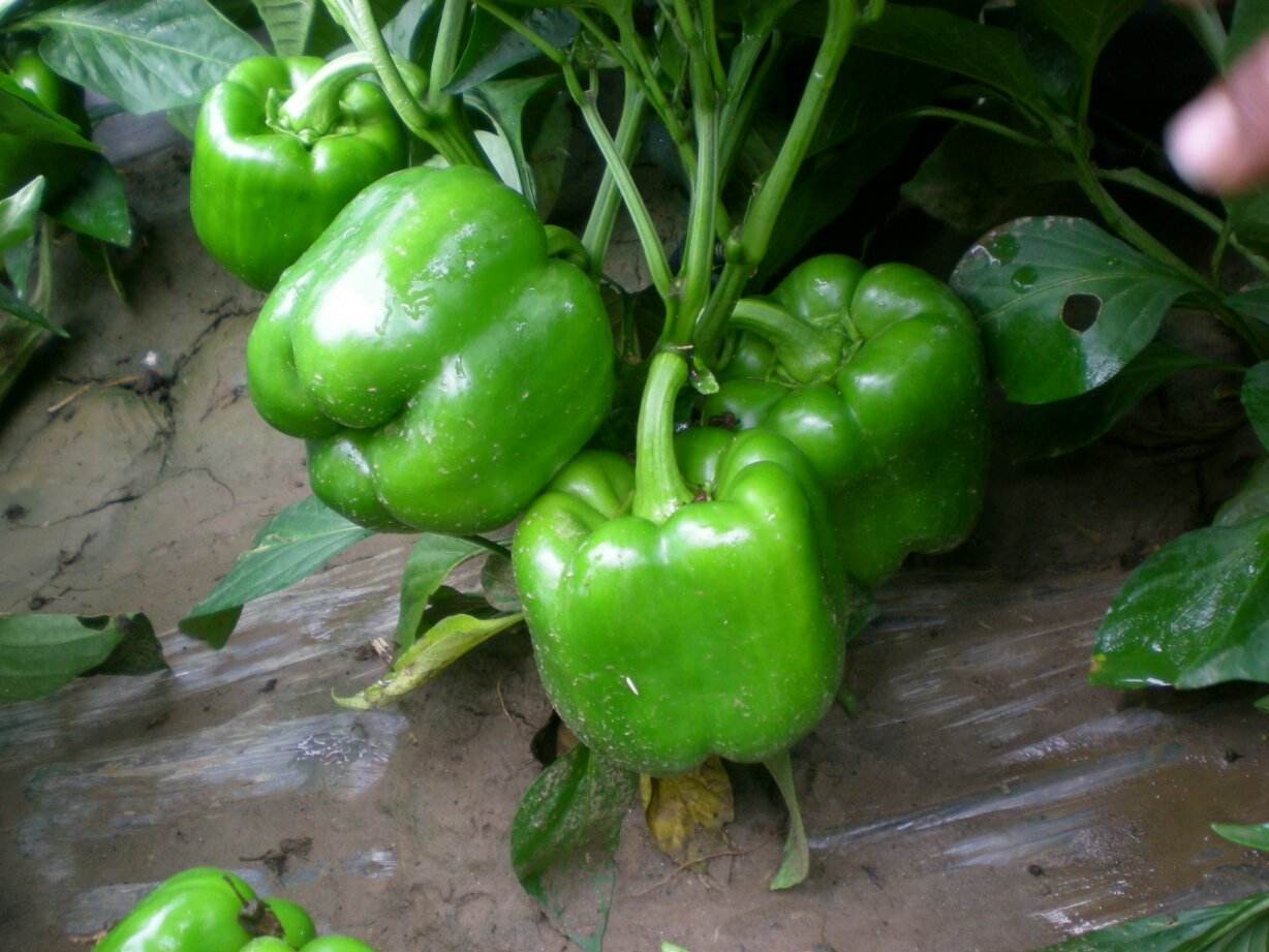 灯笼椒种植要想获得丰产和优产,农户需要掌握要求和特点