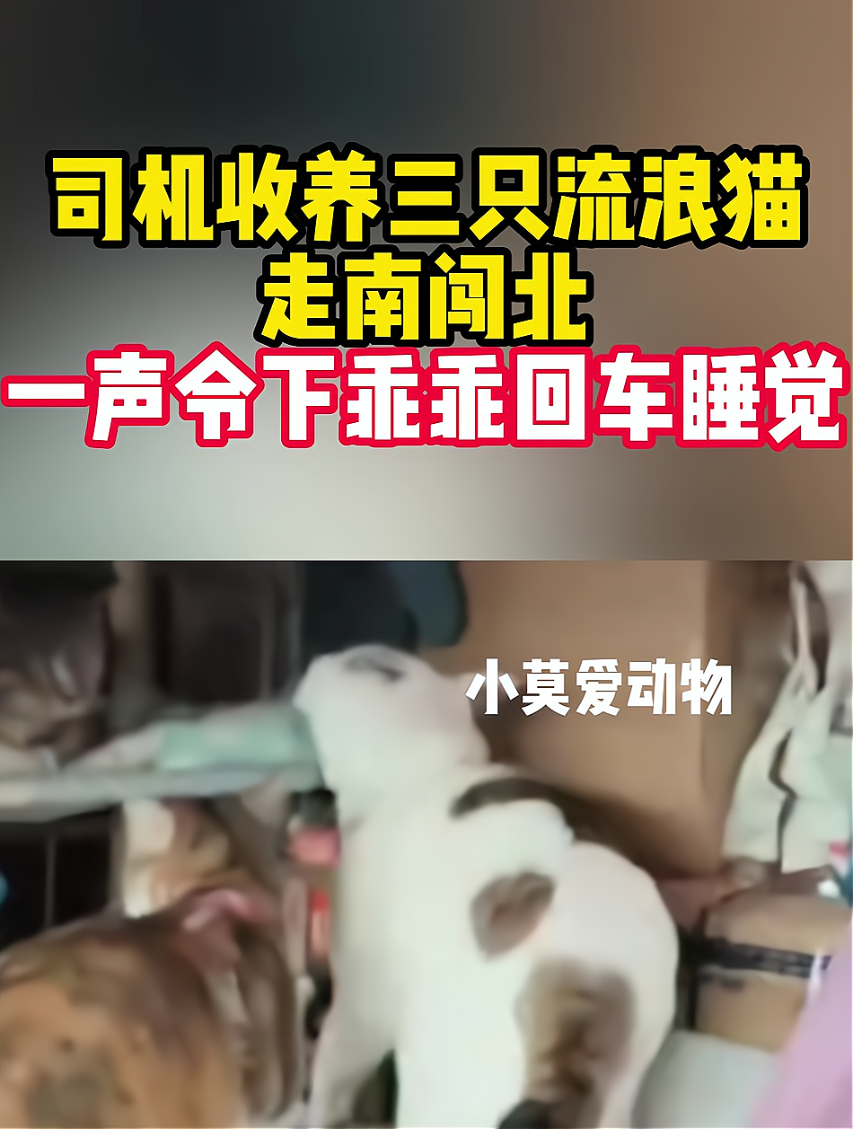 卡车司机收养三只流浪猫,走南闯北,一声令下乖乖回车睡觉