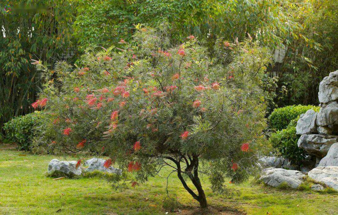 红花银桦花语图片