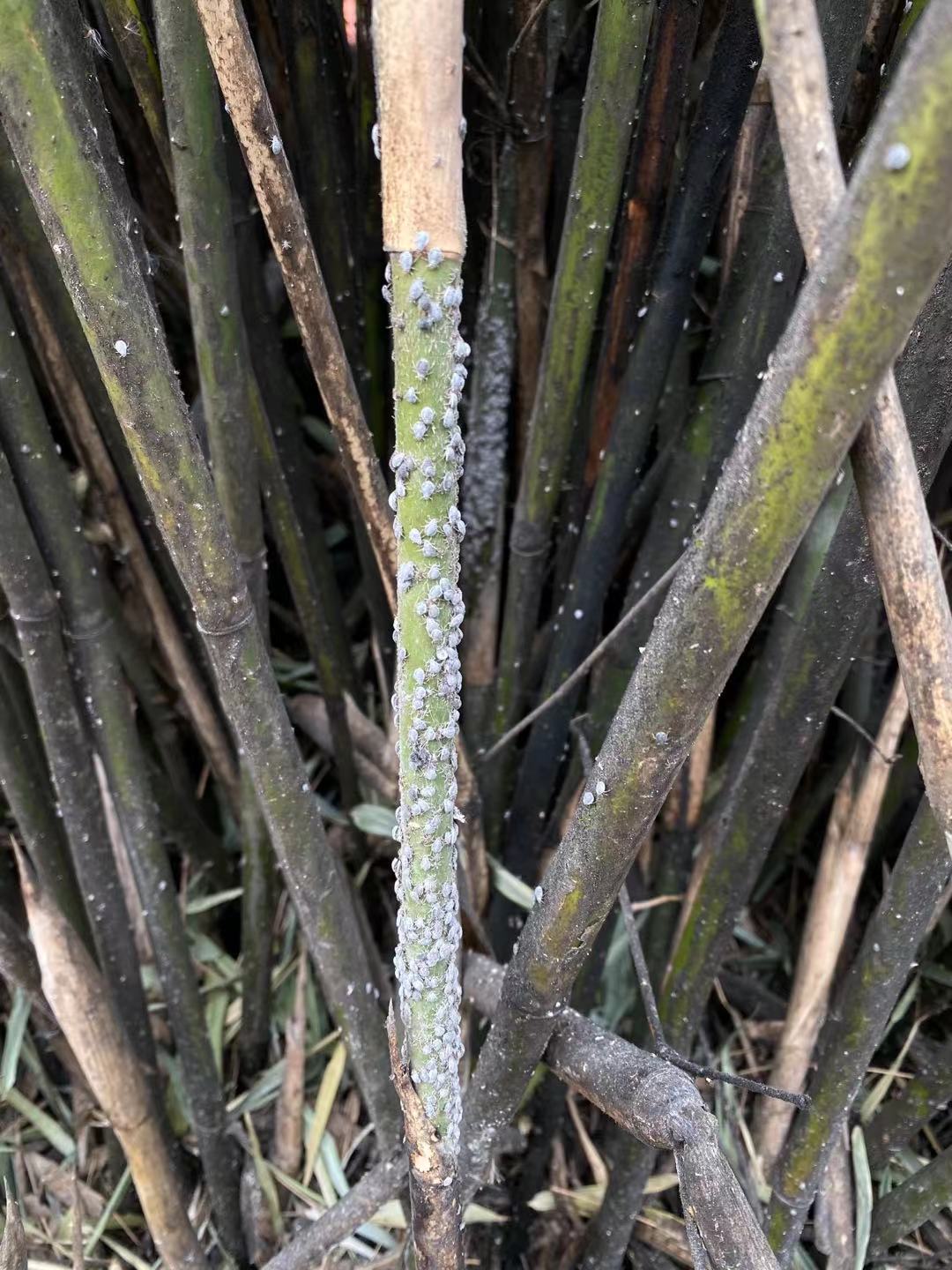 竹子长虫黏黏的图片