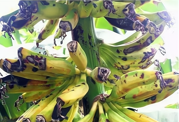 香蕉含有一种叫螺杆菌的蠕虫真的存在吗