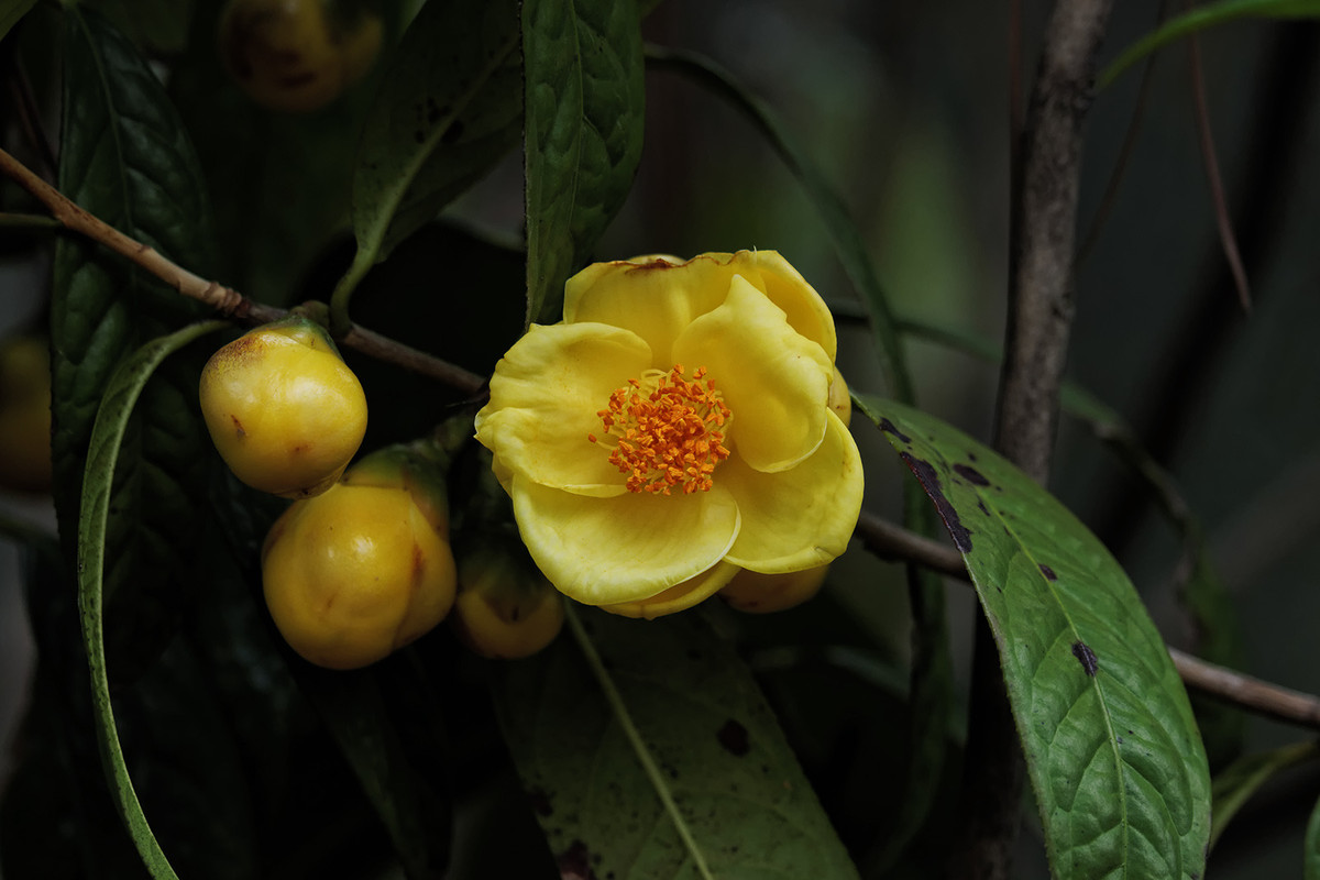 此茶花被譽為