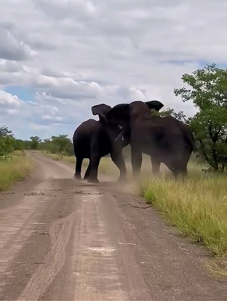 你见过大象打架吗?太壮观了!-度小视