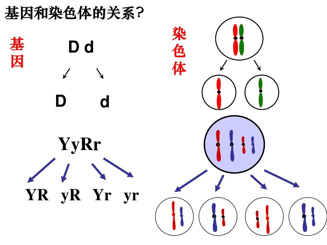 明星和自家娃的童年对比照