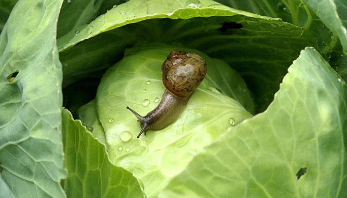 种植蔬菜时,菜园里出现蜗牛影响蔬菜生长,什么防治方法有效?