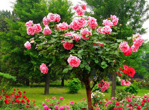 小院种棵玫瑰树,高贵典雅,芬芳常伴,好看极了