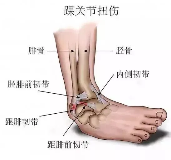 脚筋的准确位置图片图片