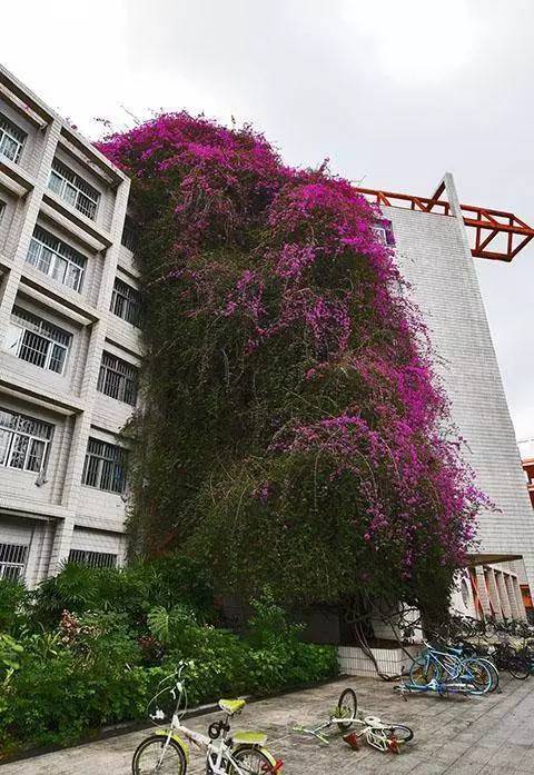 七层楼植物图片