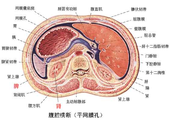 胃潰瘍並穿孔,急性瀰漫性腹膜炎的病因,及臨床表現