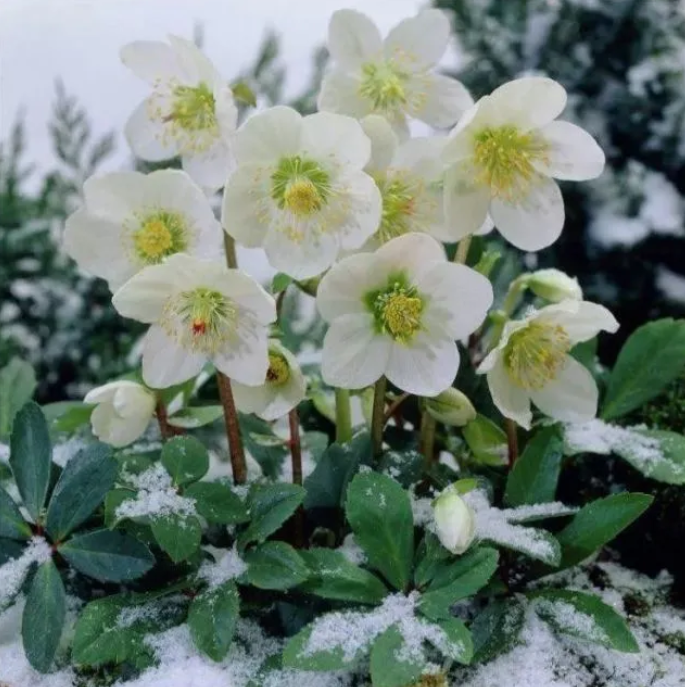 每日一花11.16:聖誕薔薇