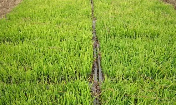 浅析水稻鉴别叶龄