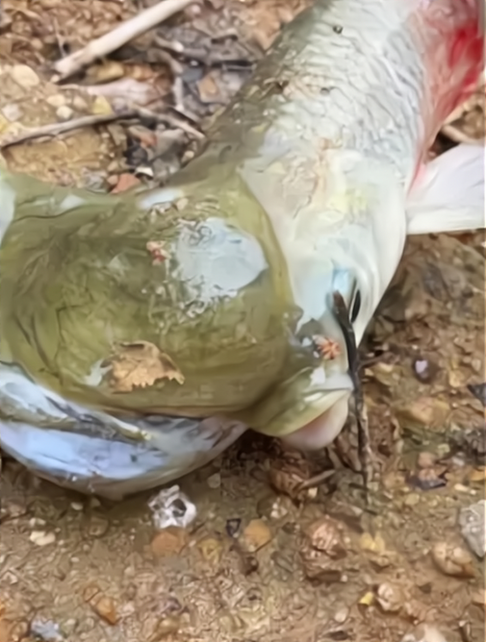 这鱼受伤了么?怎么变成这样了