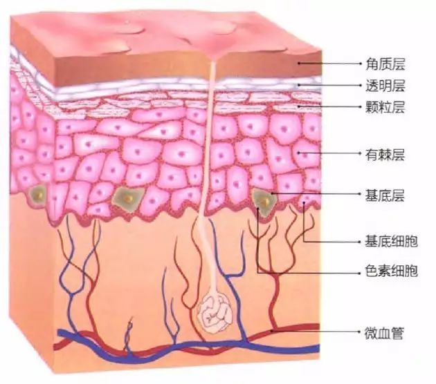 皮肤粘膜层示意图片图片