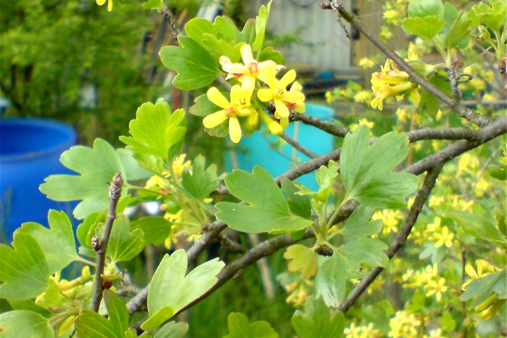 黑茶藨子开花图片图片