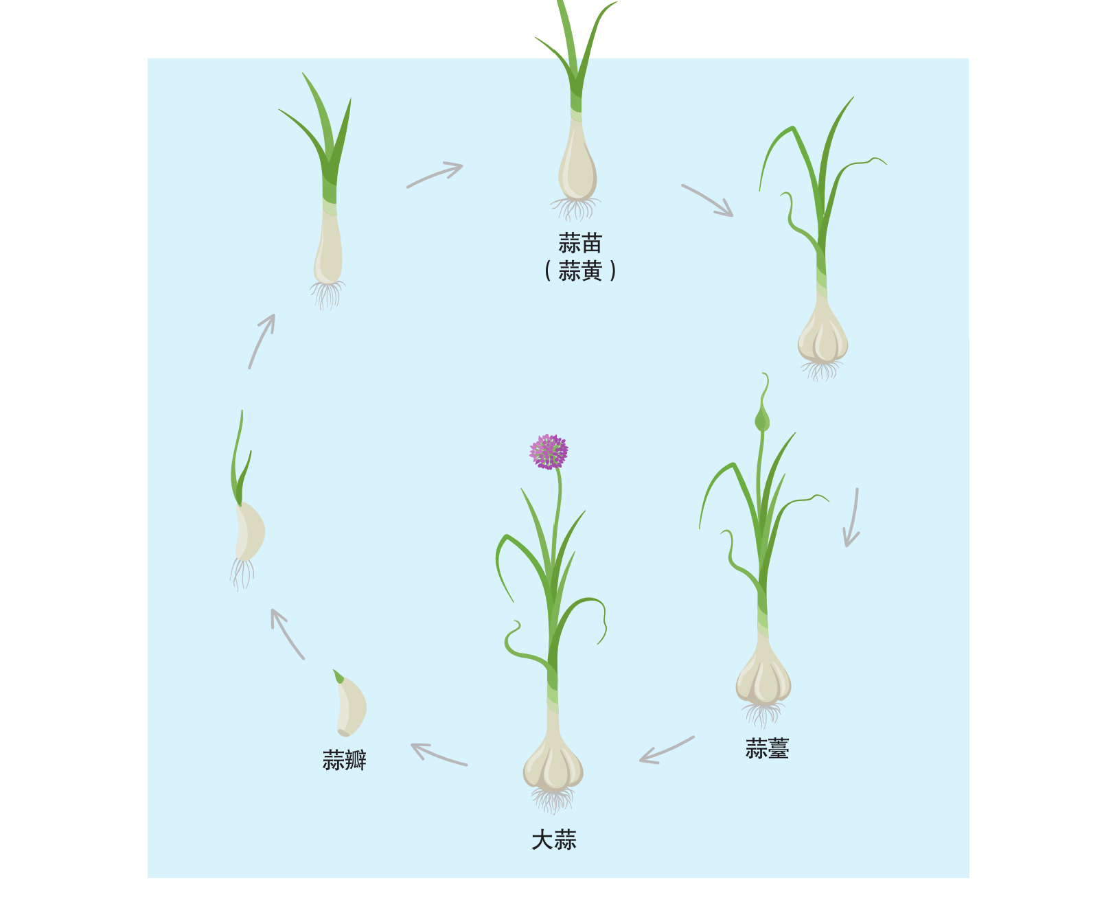 一头大蒜的生命周期(图片来源:视觉中国)
