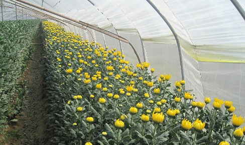 合适的土壤环境,影响菊花的生长,了解菊花栽培的事项