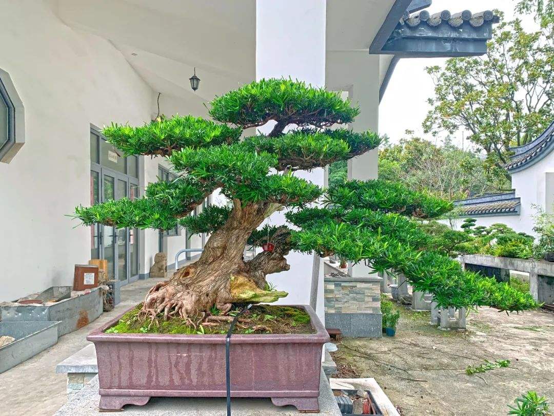 养罗汉松盆景,做造型细分根,枝,叶,耐心做好一切,大气苍劲